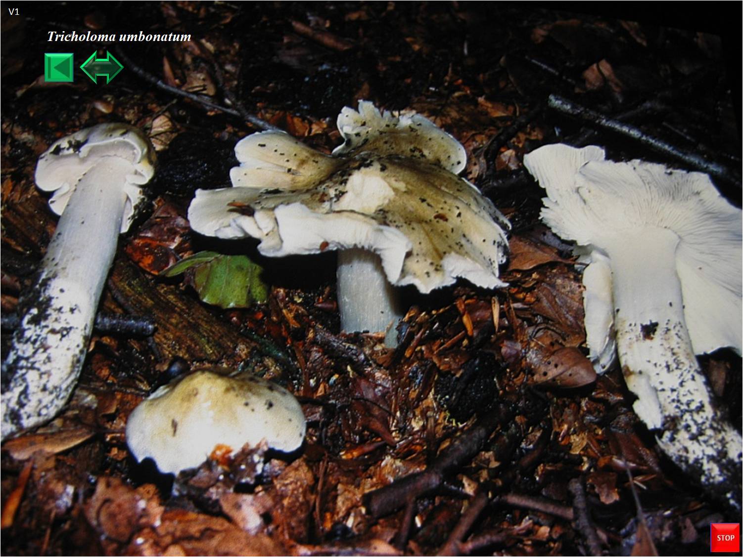 Tricholoma umbonatum