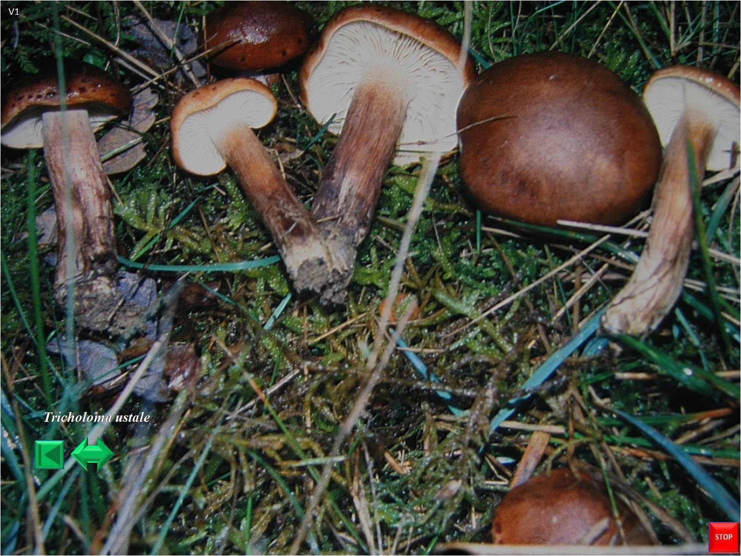 Tricholoma ustale