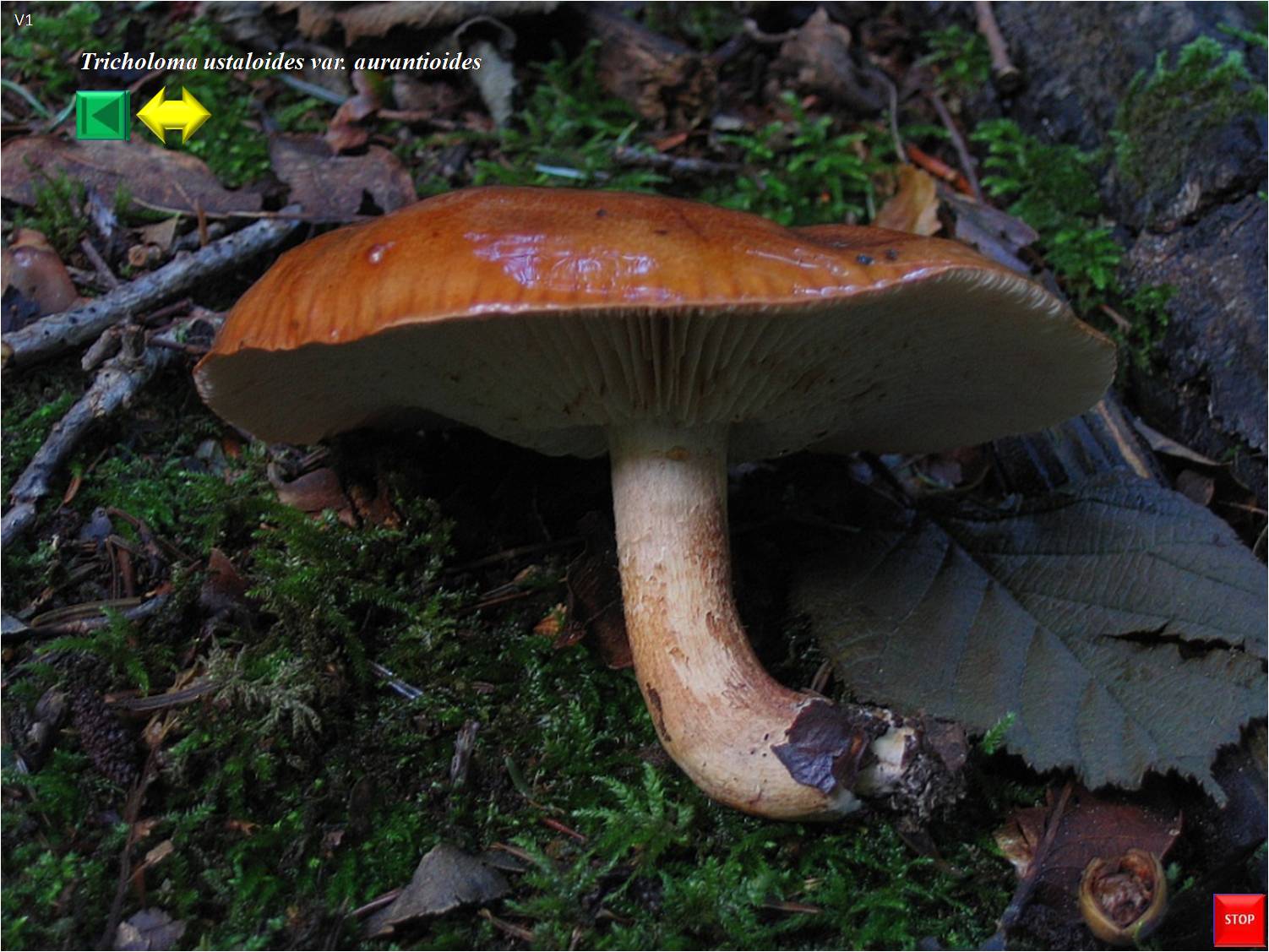 Tricholoma aurantioides  (ustaloides var.)