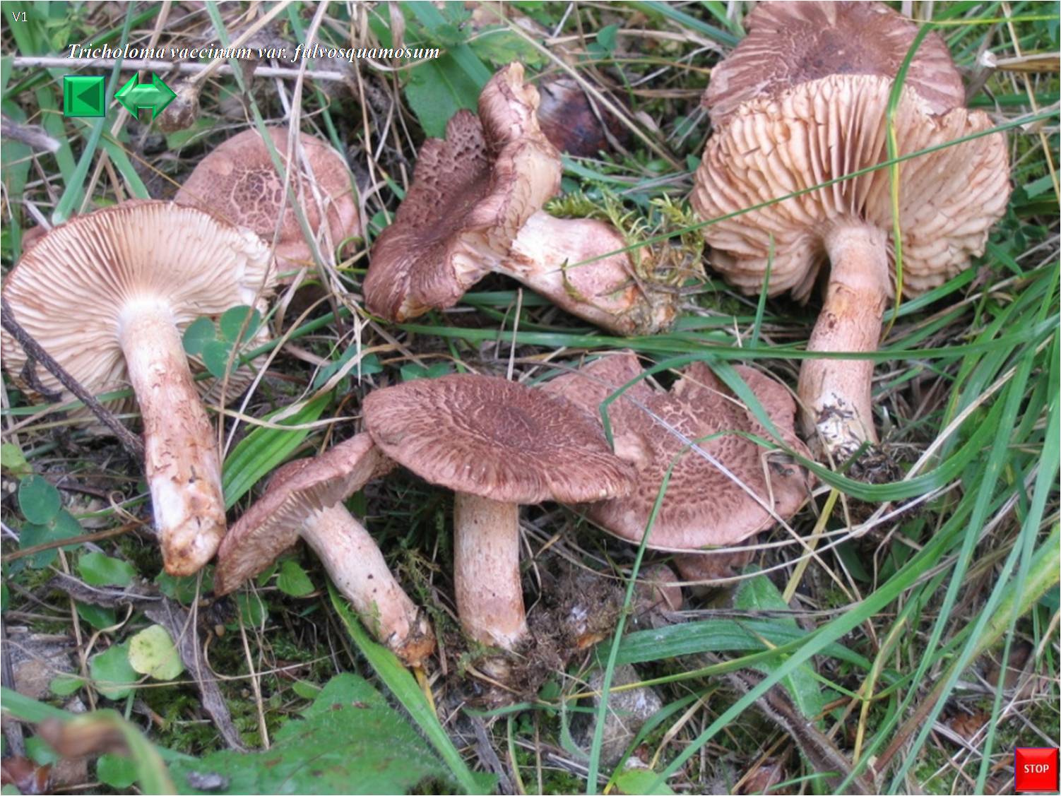 Tricholoma fulvosquamosum