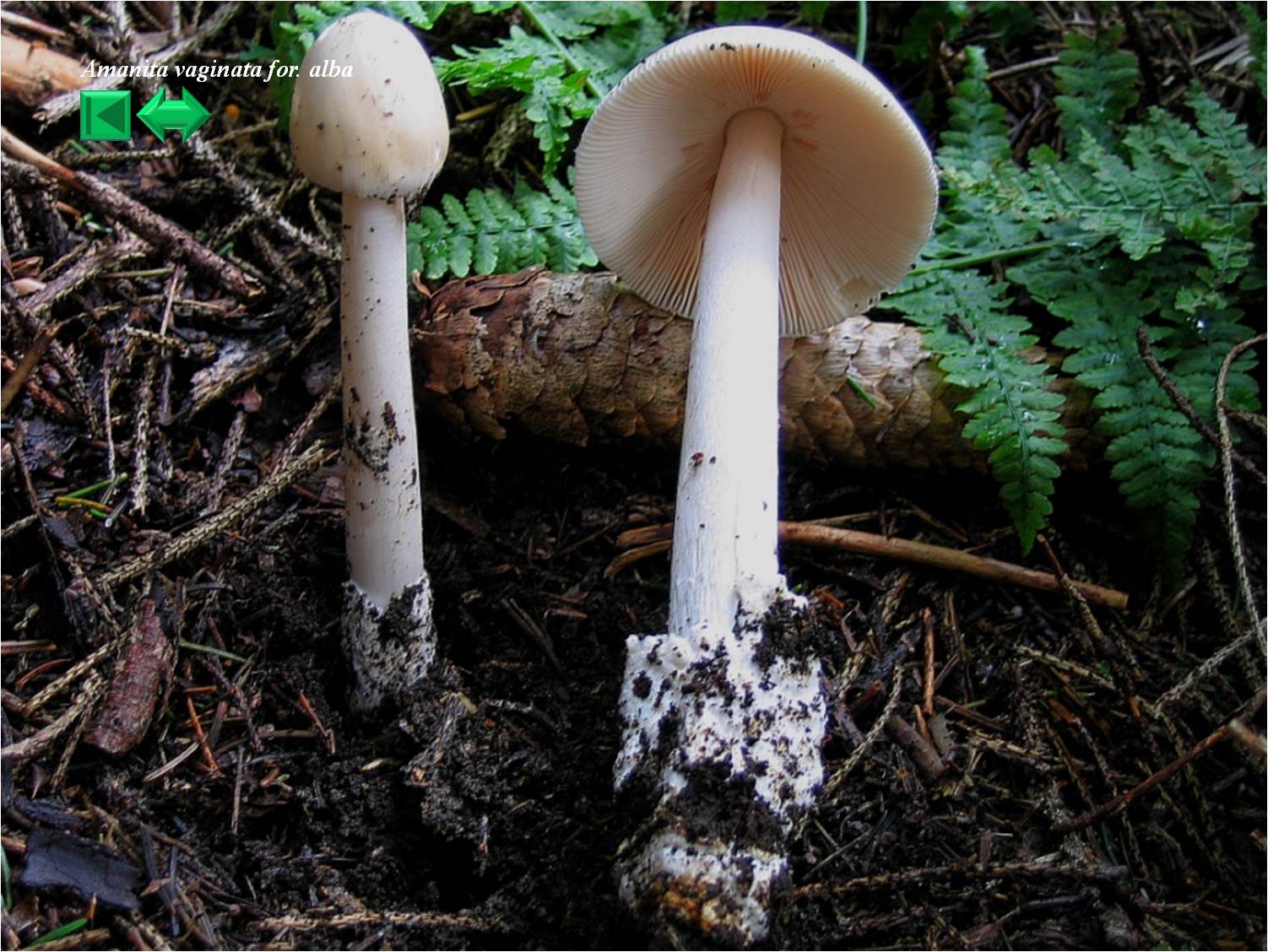 Amanitopsis vaginata