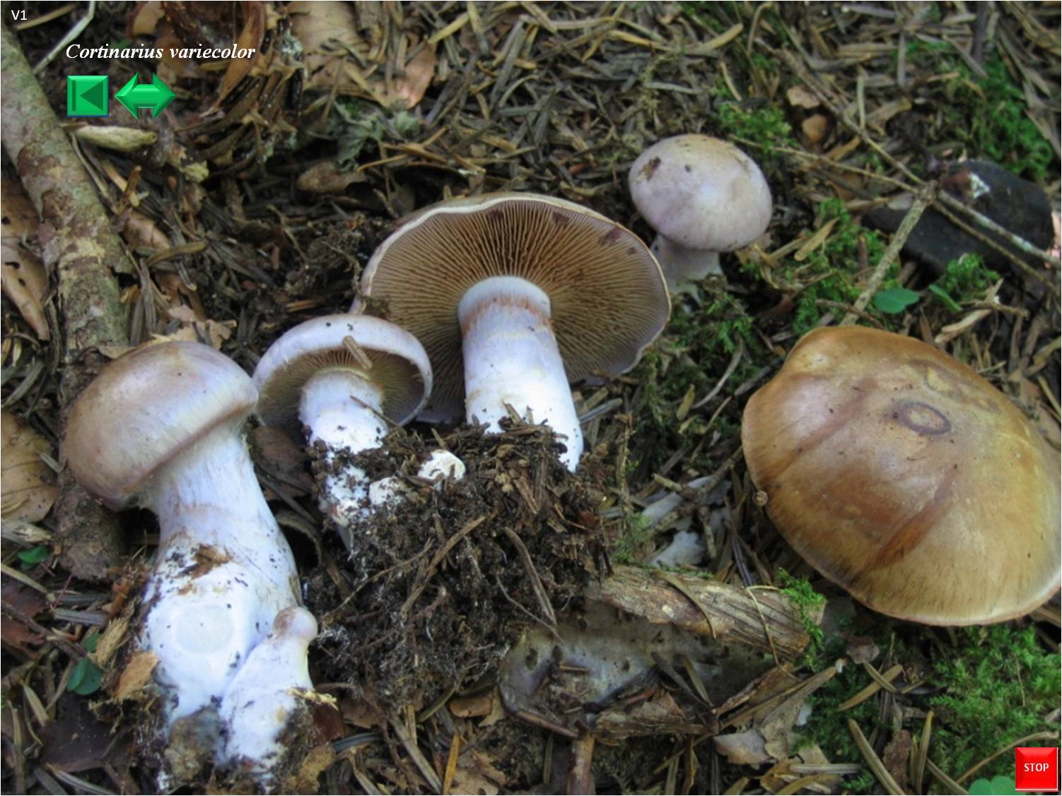 Cortinarius nemorensis