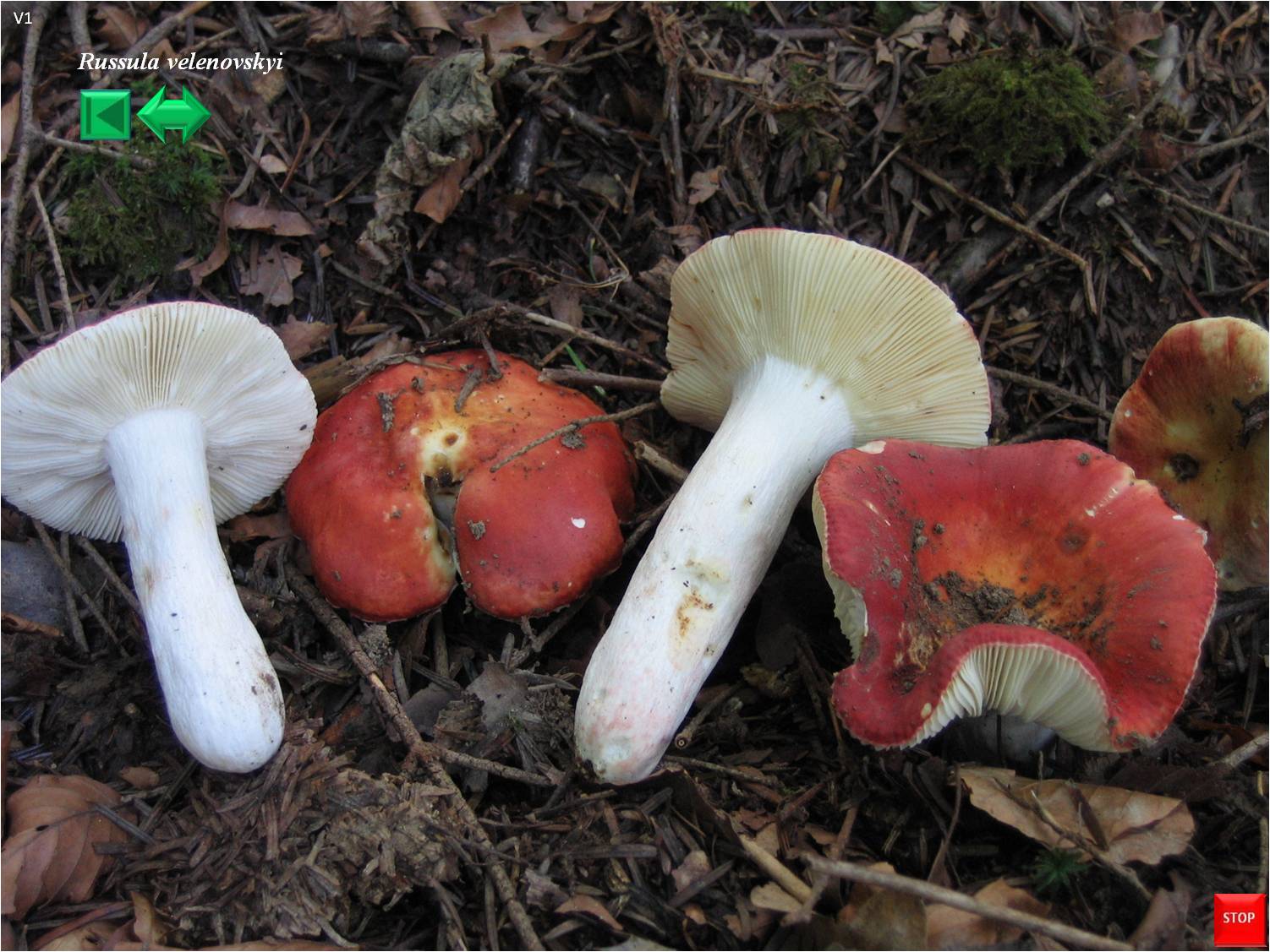 Russula maculata