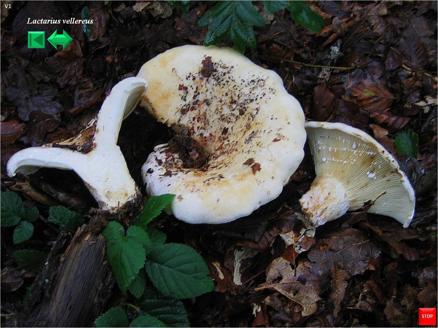 Lactarius controversus