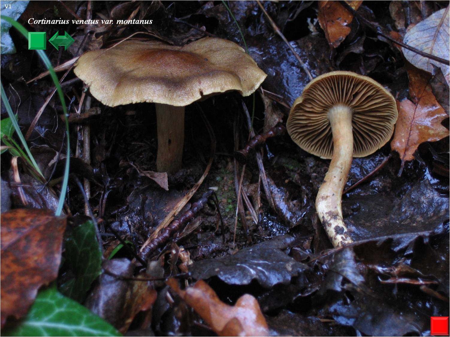 Cortinarius venetus var. montanus