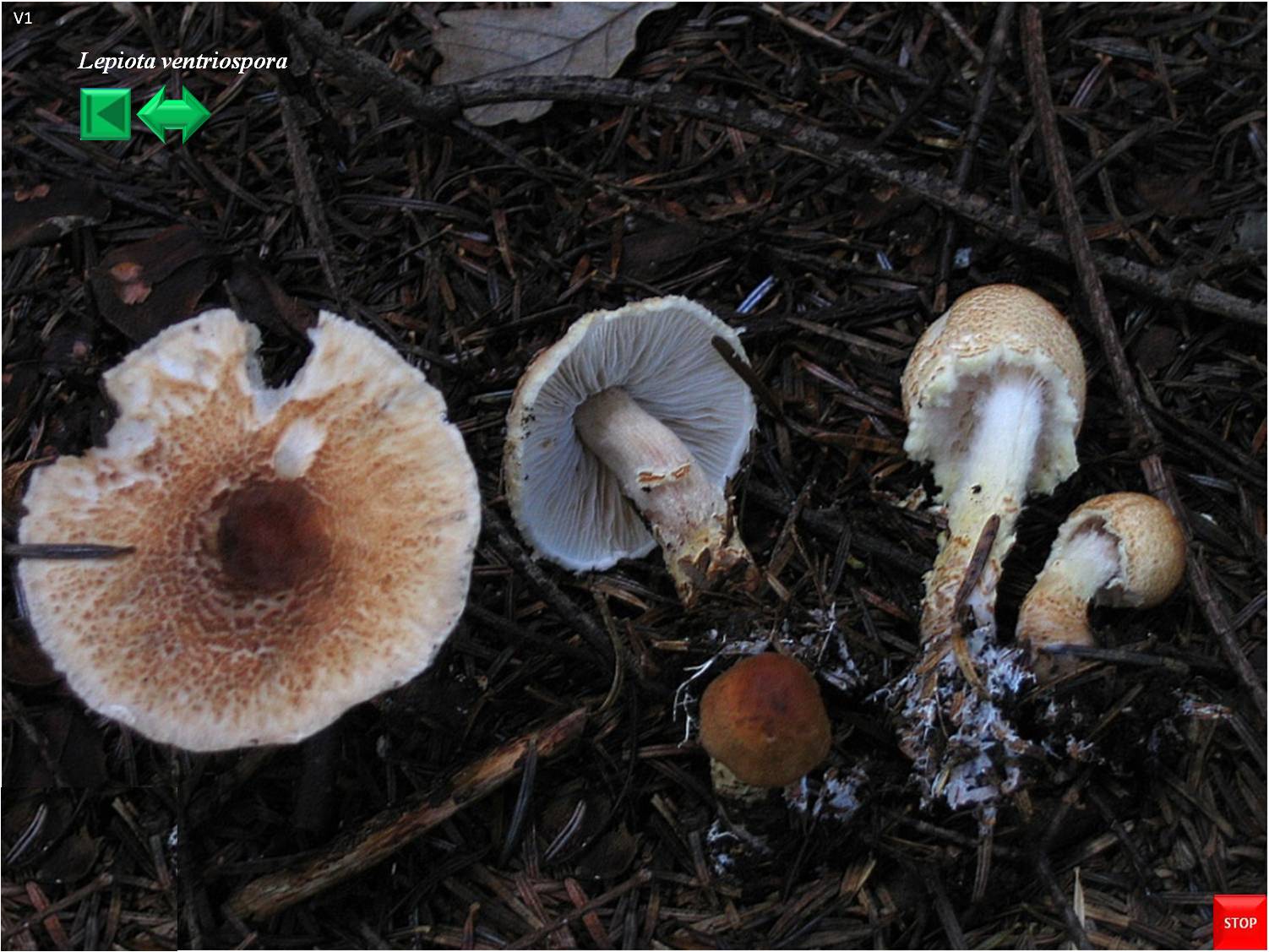 Lepiota clypeolaria
