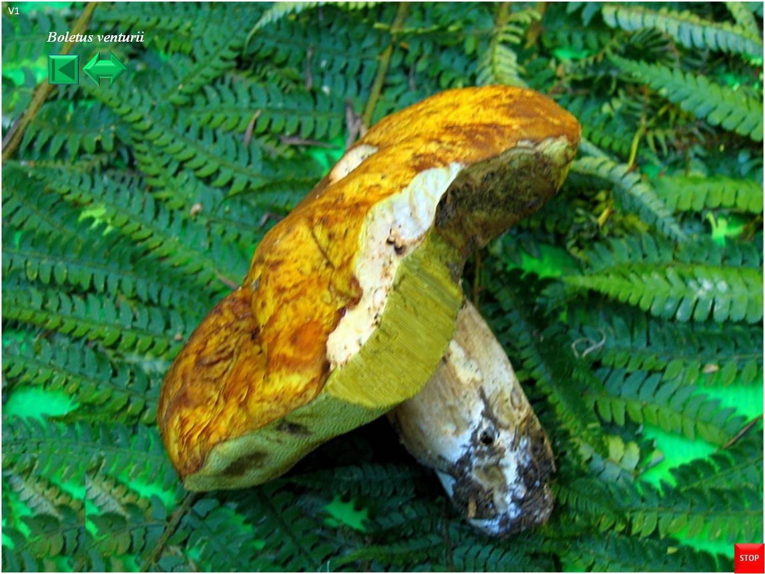 Boletus persoonii