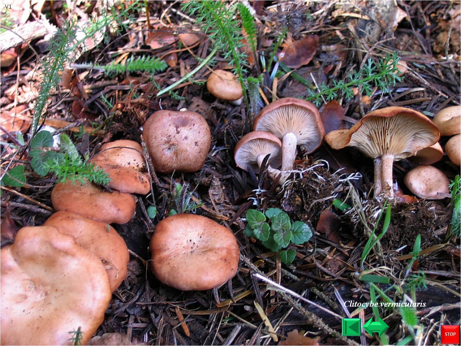 Clitocybe umbilicata
