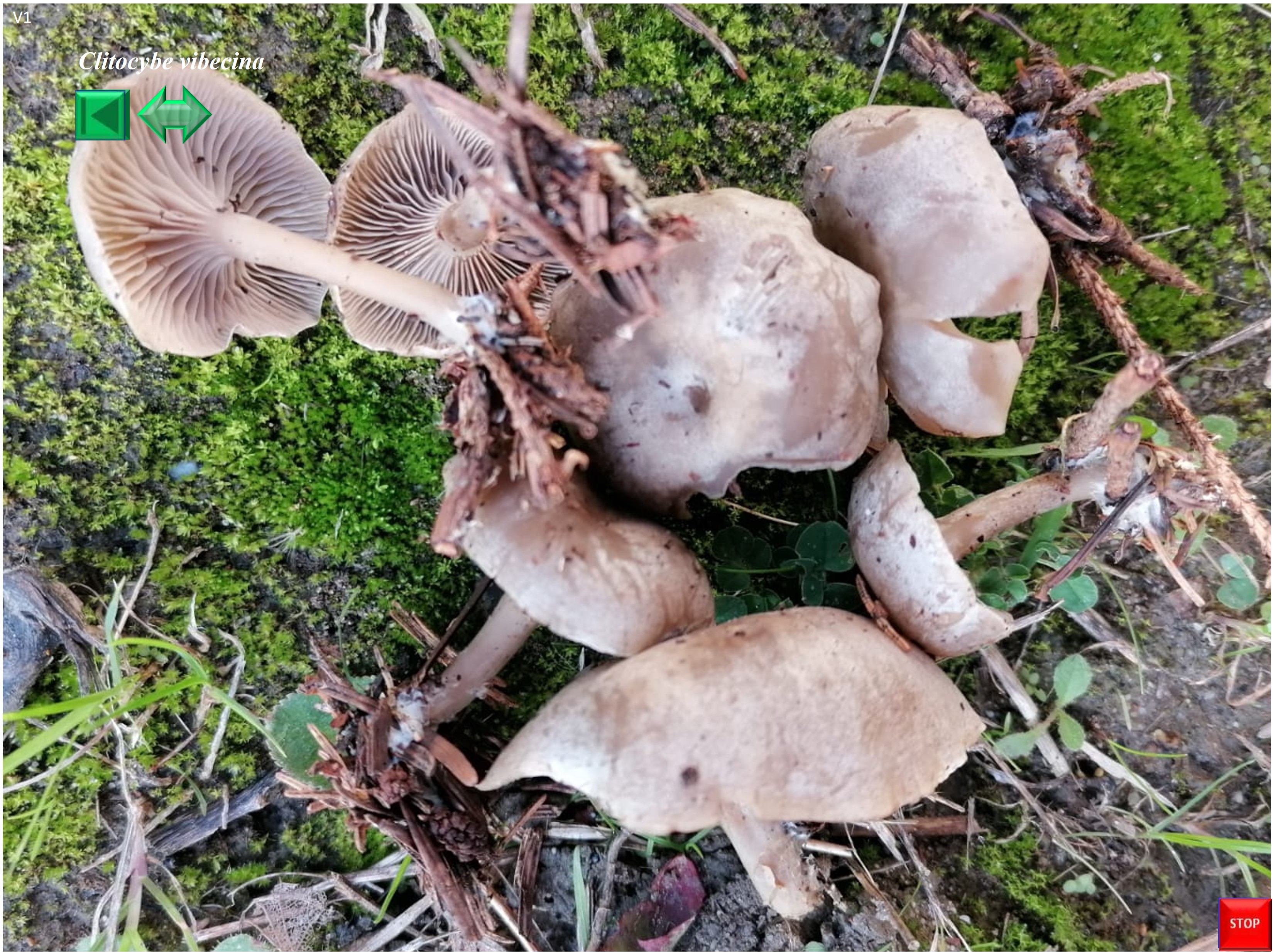 Clitocybe vibecina