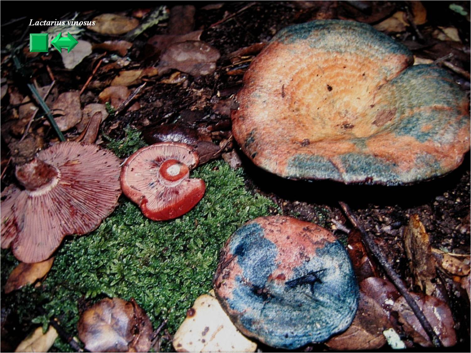 Lactarius vinosus