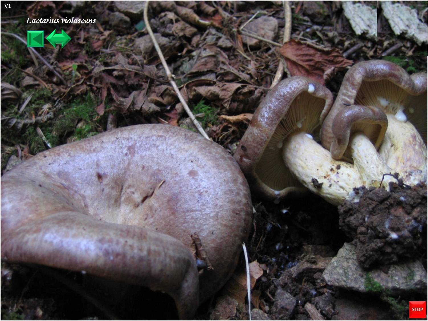 Lactarius uvidus