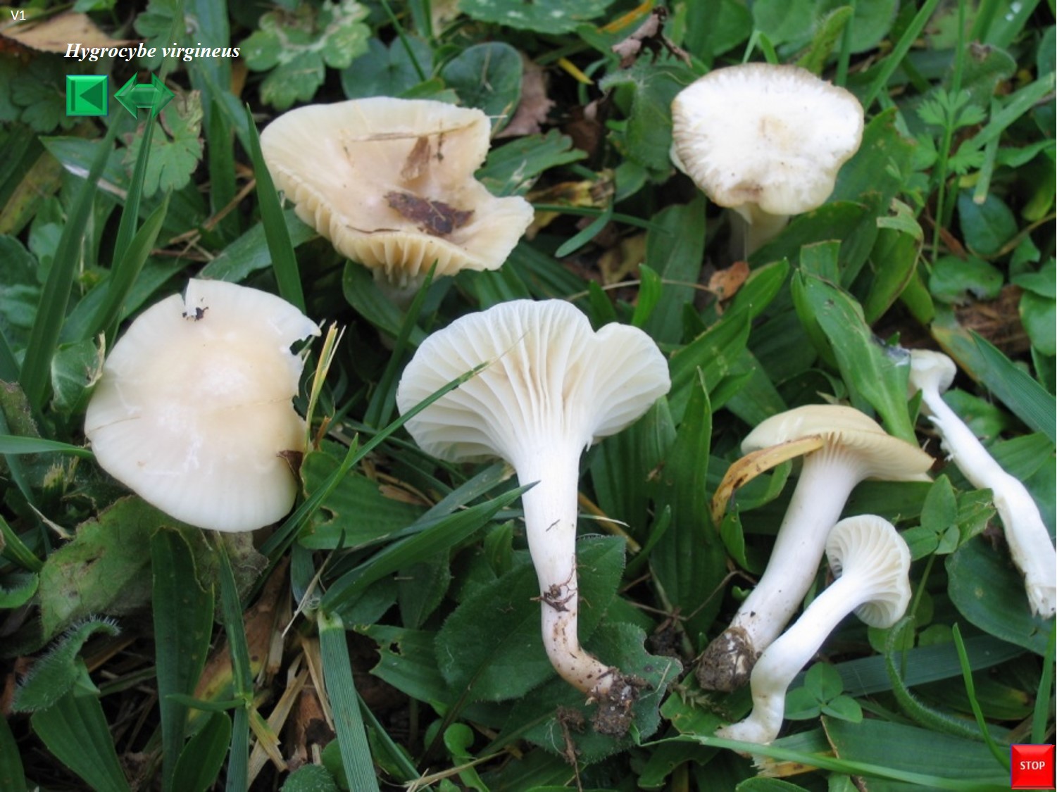 Cuphophyllus niveus