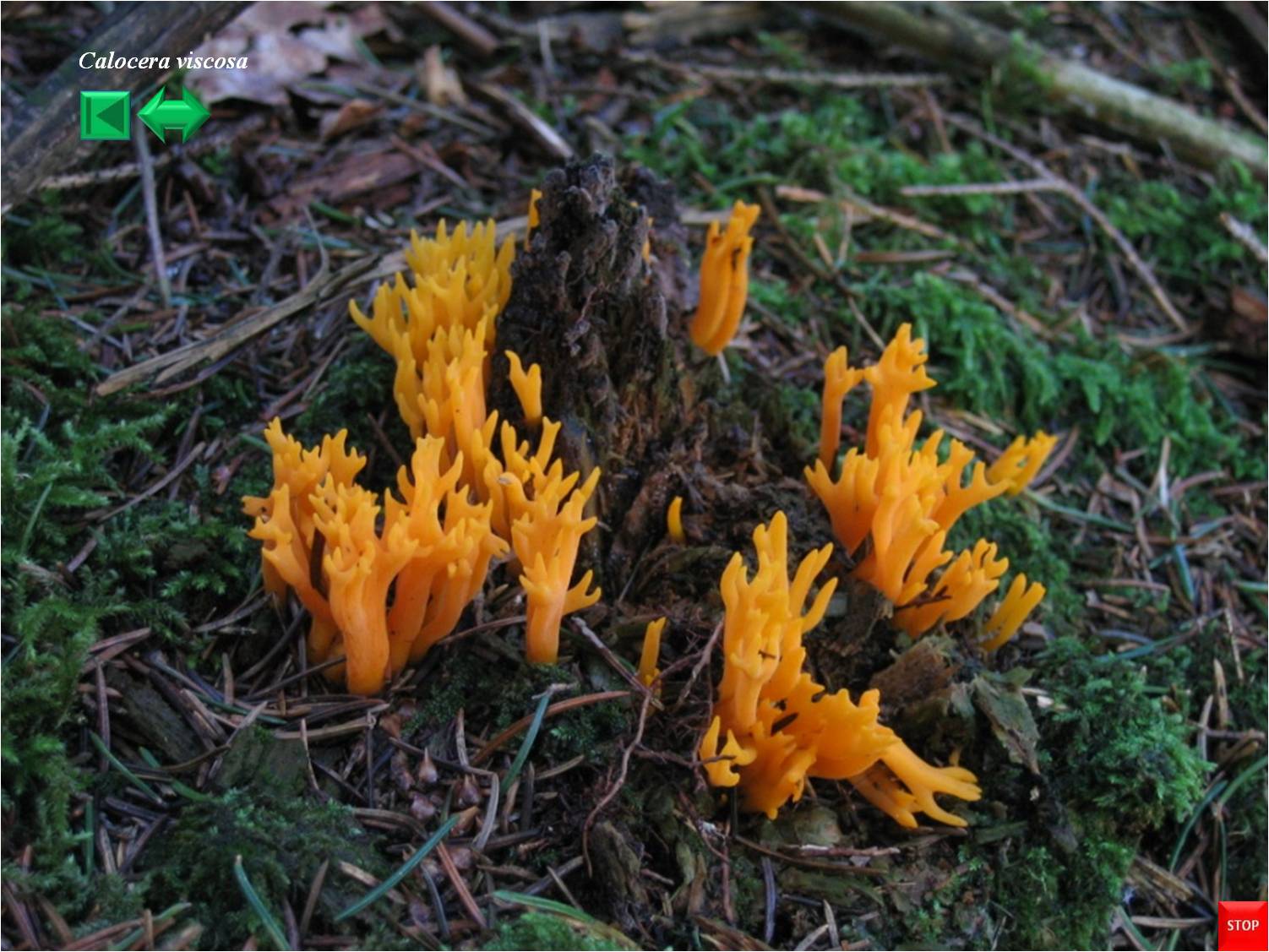 Calocera cornea