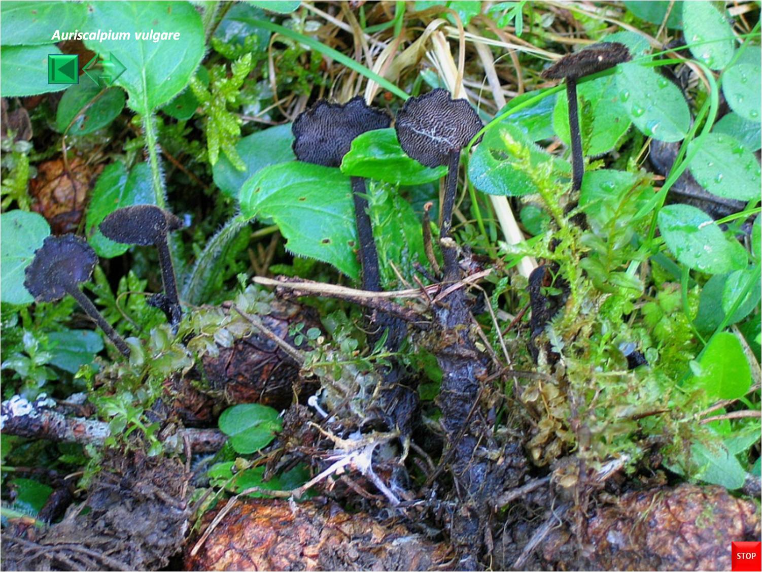 Auriscalpium vulgare
