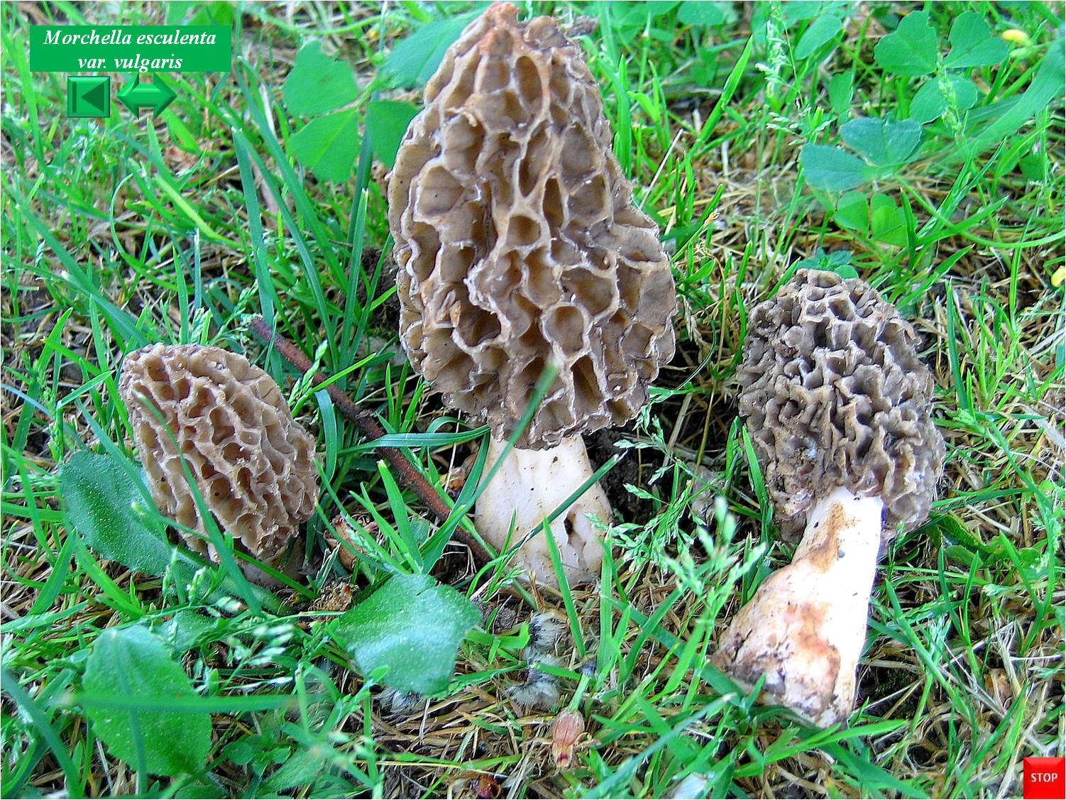 Otidea vulgaris