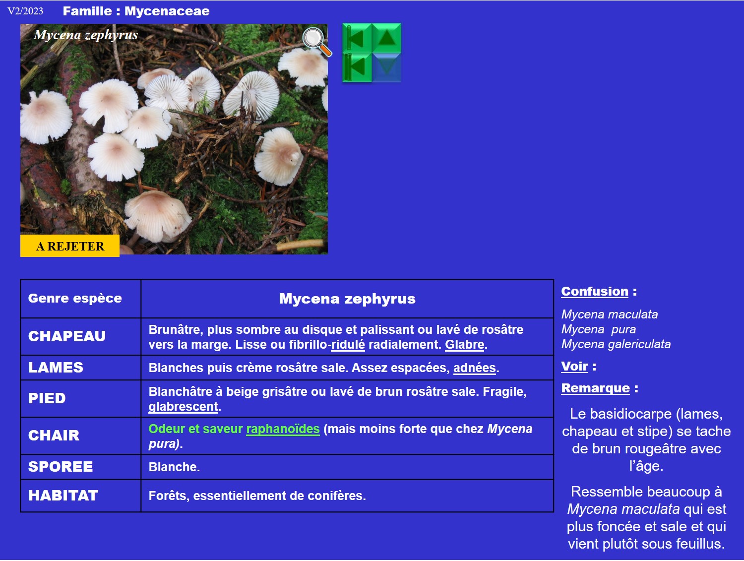 Mycena zephyrus